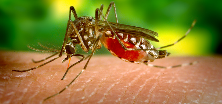 can mosquitoes transmit stds