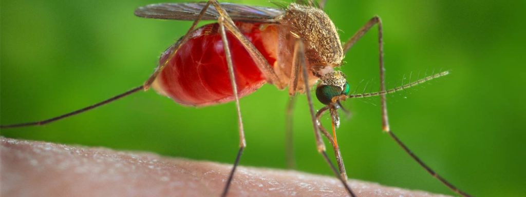 Mosquito-borne diseases | Ashtabula County Health Department